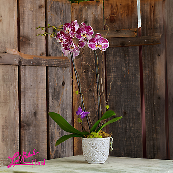 Speckled Phalaenopsis Orchid