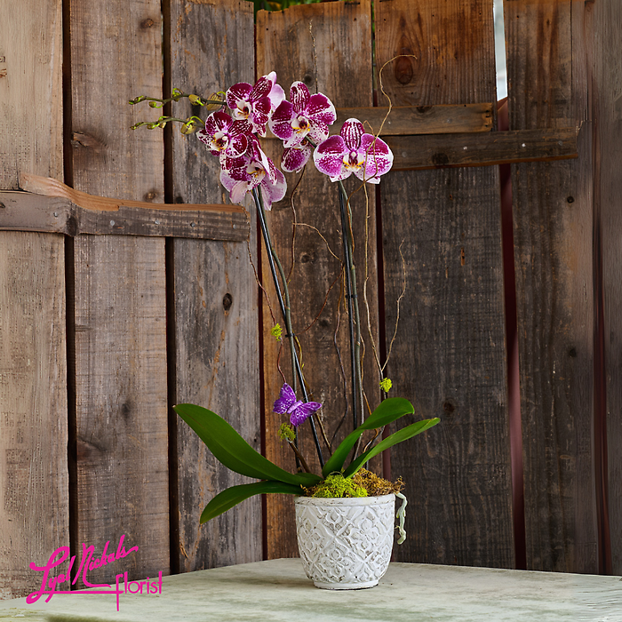 Speckled Phalaenopsis Orchid