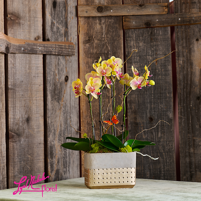 Golden Glow Orchid