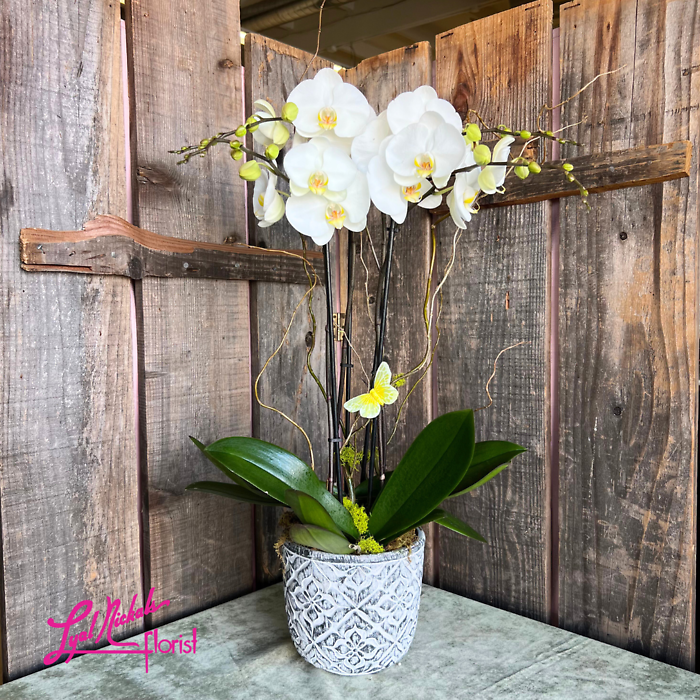 Phalaenopsis Orchid