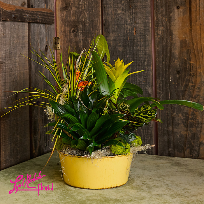 Golden Solstice Eurogarden