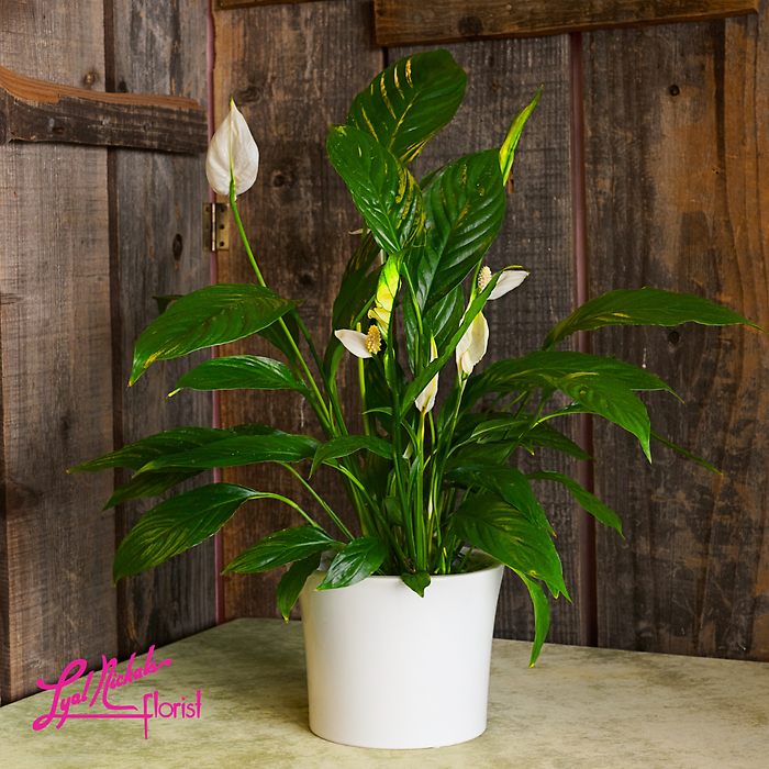 Small Peace Lily