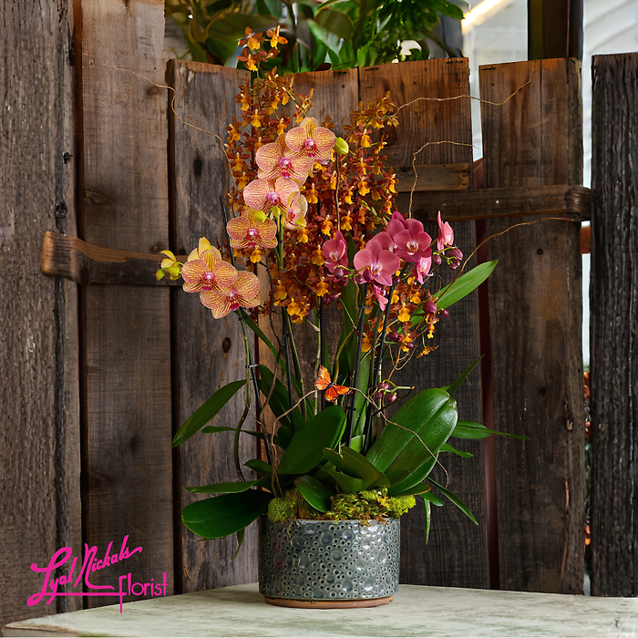 Orchid Harmony