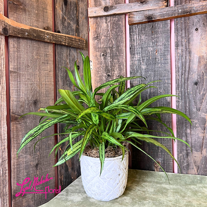 Chinese Evergreen Varietal