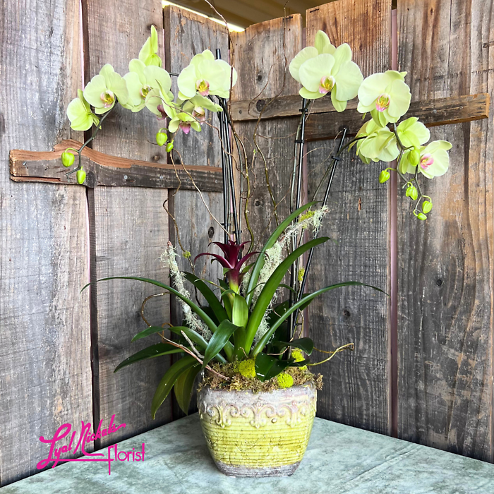 Double Double with Bromeliad