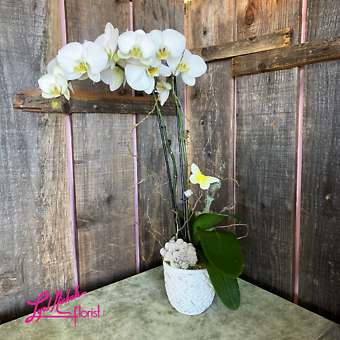 Phalaenopsis Orchid