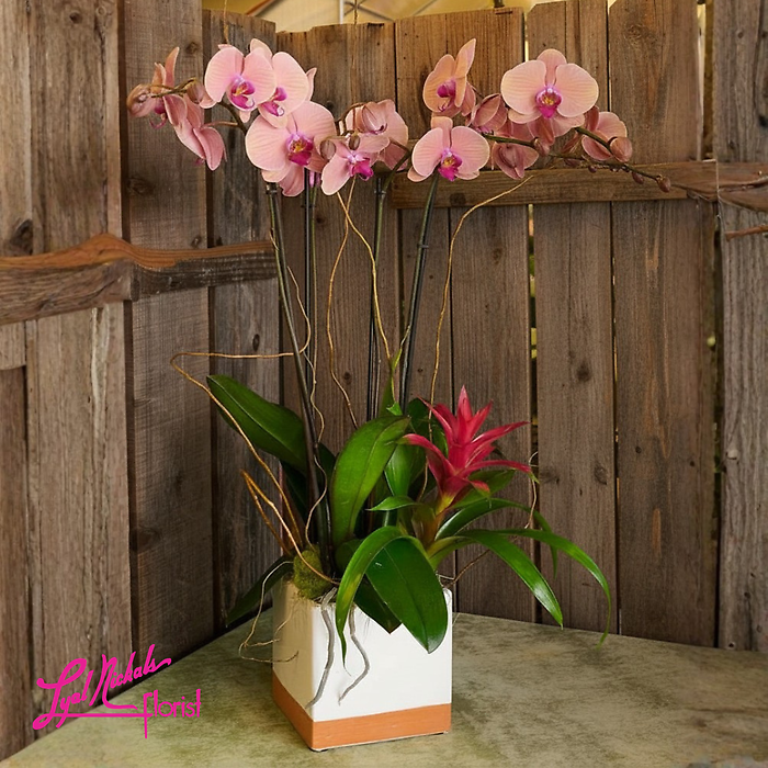 Double Orchid with Bromeliad
