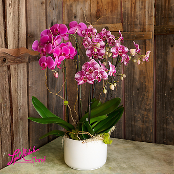 Phalaenopsis Triple