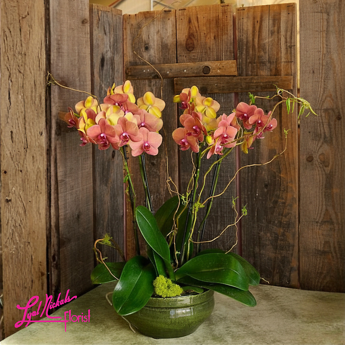 Warm Glow Orchid