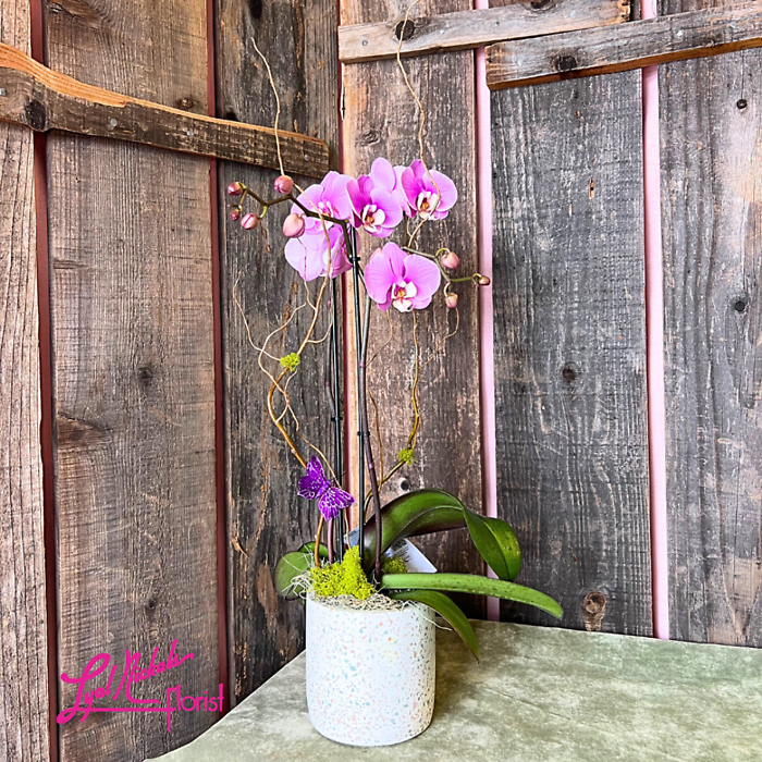 Single Double Stem Orchid