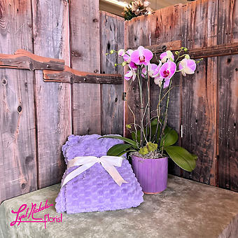 Orchid Retreat