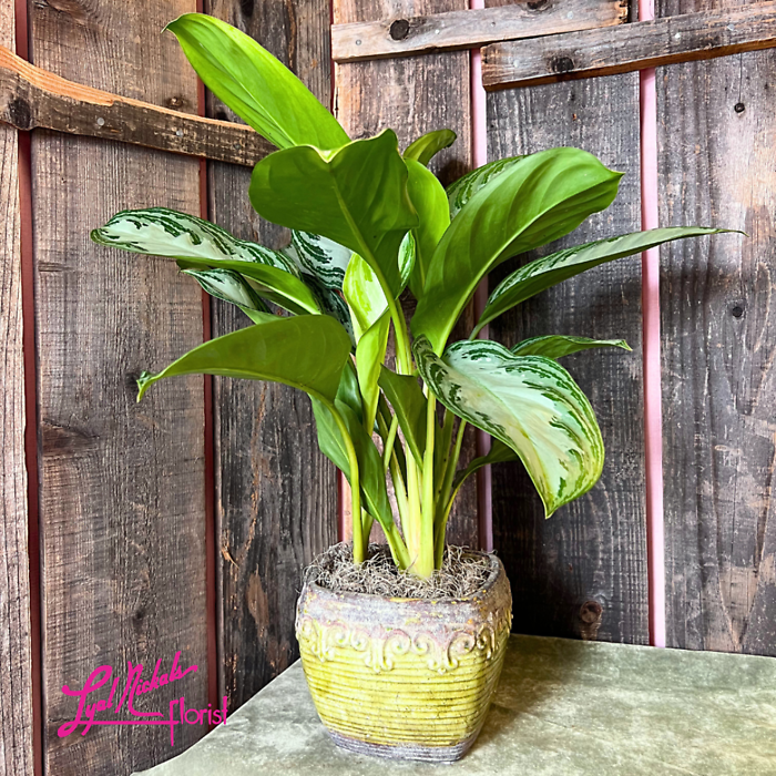 Large Leaf Green Plant